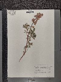 Lupinus perennis subsp. perennis image