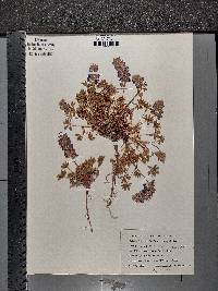 Lupinus lyallii image