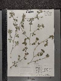 Lepidium densiflorum image