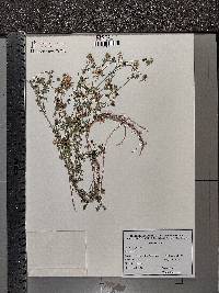 Medicago falcata image