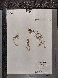 Medicago polymorpha image