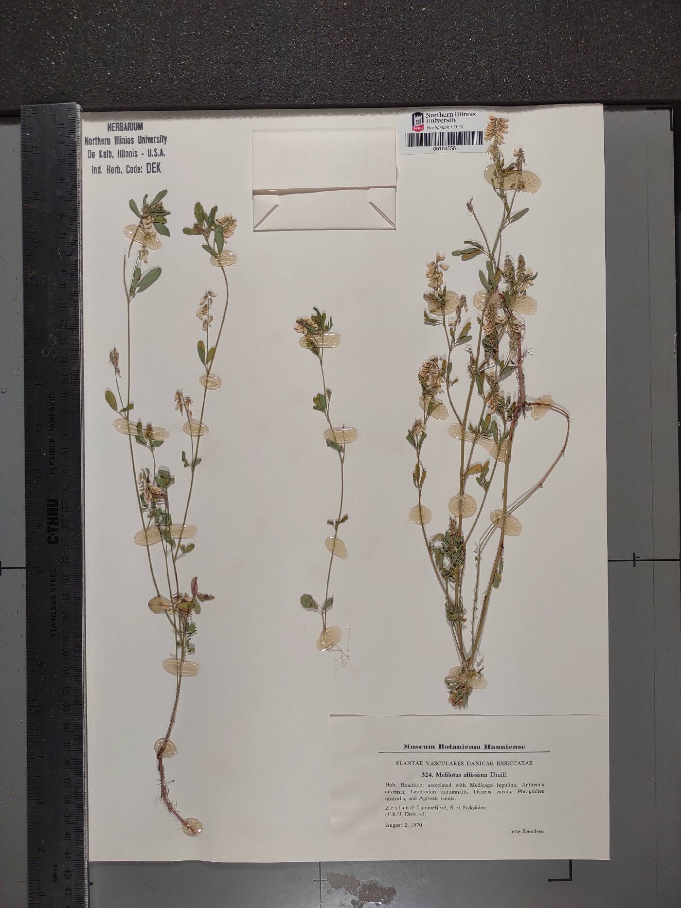 Melilotus altissimus image