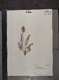 Oxytropis sericea image