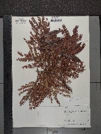 Peltophorum africanum image