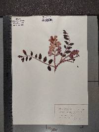 Robinia hispida image