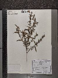 Cytisus scoparius image