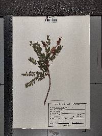 Sophora microphylla image