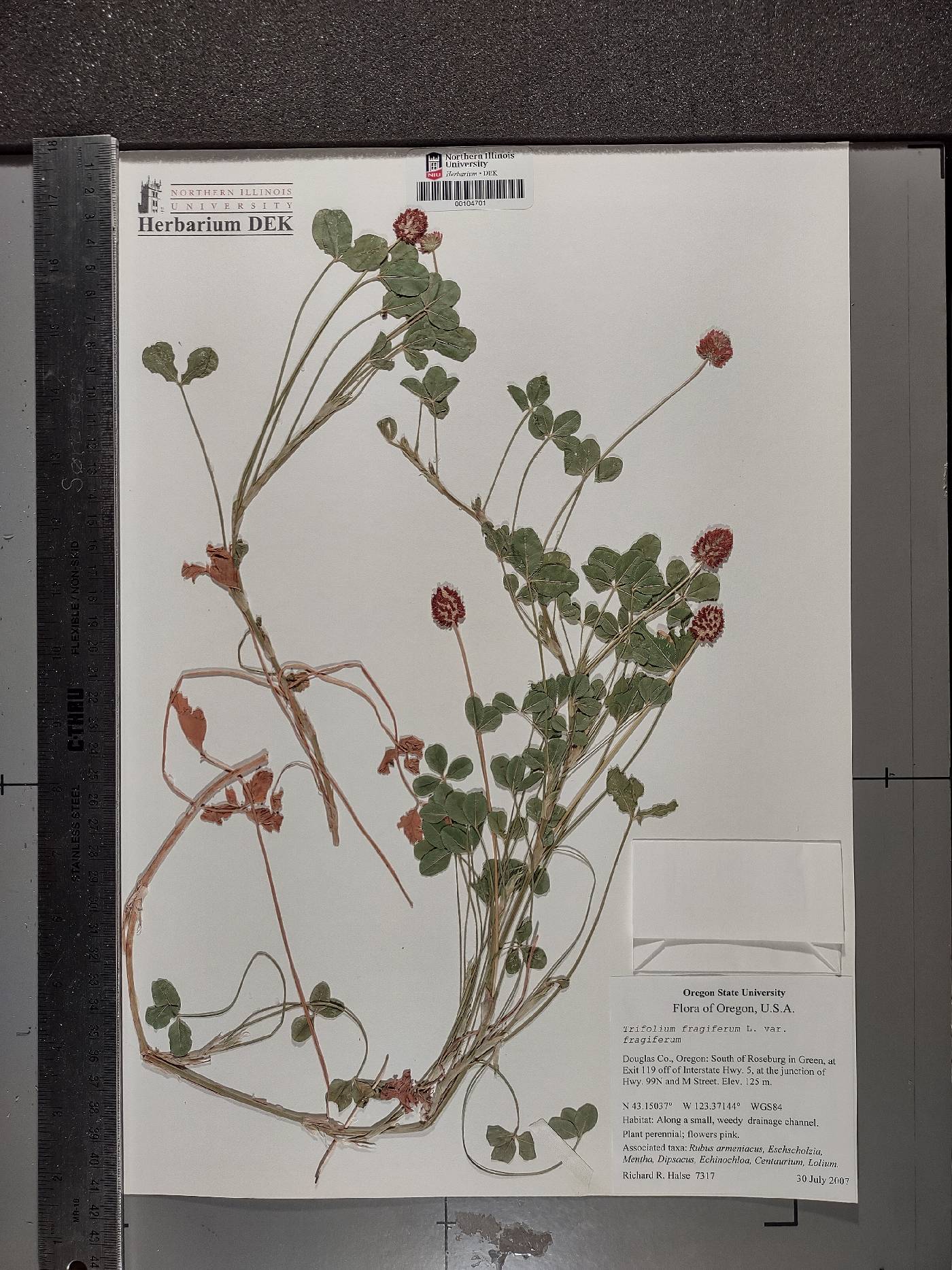 Trifolium fragiferum var. fragiferum image