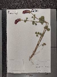 Trifolium incarnatum image