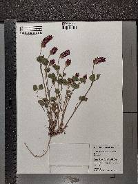 Trifolium incarnatum image