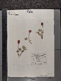 Trifolium parryi image