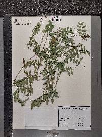 Vicia sepium image