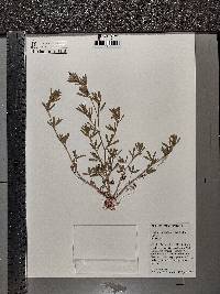 Trifolium arvense image