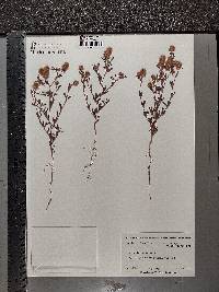 Trifolium arvense image