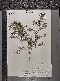 Vicia tenuifolia image