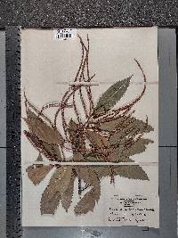 Castanea dentata image