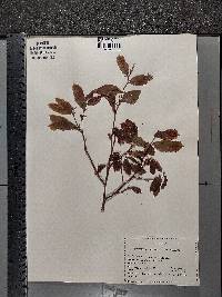 Castanea mollissima image