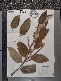 Castanea mollissima image