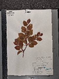 Fagus sylvatica image