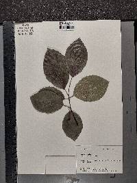 Fagus sylvatica image