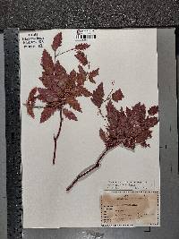 Fagus sylvatica image