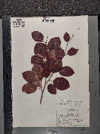 Fagus sylvatica image