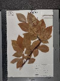 Fagus orientalis image