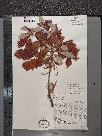 Quercus bicolor image