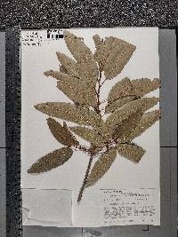 Quercus imbricaria image