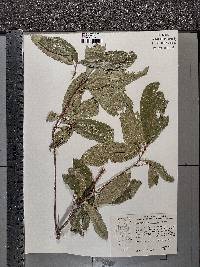 Quercus imbricaria image