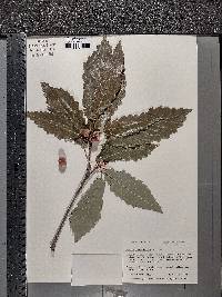 Image Associated With the Occurence