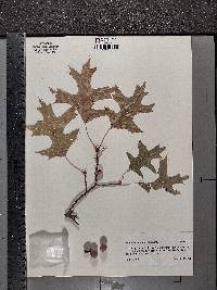 Quercus palustris image