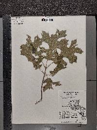 Quercus shumardii image