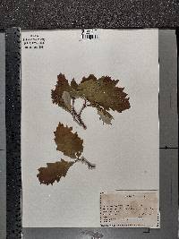 Quercus lyrata image