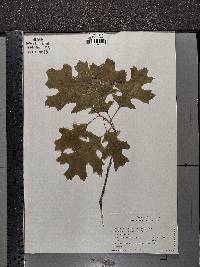 Quercus × hawkinsiae image