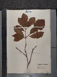 Quercus bicolor image