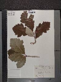 Quercus bicolor image