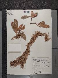 Quercus deserticola image