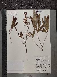 Quercus pumila image