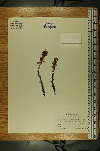 Hypopitys monotropa image