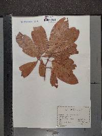 Quercus imbricaria image