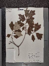 Quercus ilicifolia image