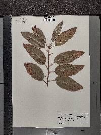 Quercus imbricaria image