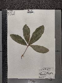 Quercus imbricaria image