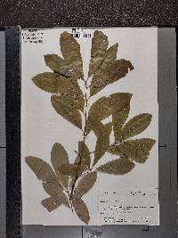 Quercus imbricaria image