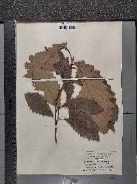 Image Associated With the Occurence