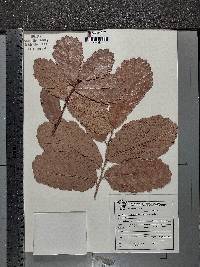 Quercus obtusata image