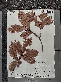 Quercus obtusata image