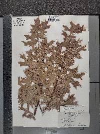 Quercus coccinea image