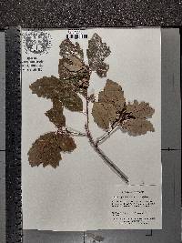 Quercus prinoides image